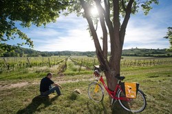 pic_Pfälzer Weinsternfahrt