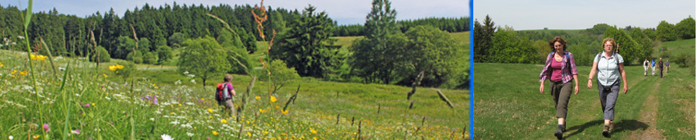 Header Thüringen Blühende Wiesen 2.jpg